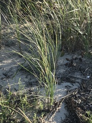Ammophila breviligulata