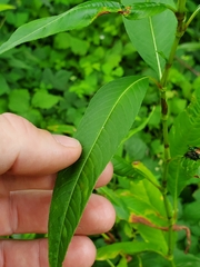 Persicaria pensylvanica