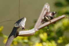 Tenodera angustipennis
