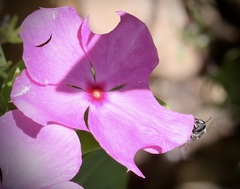 Megachile montivaga
