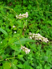 Persicaria pensylvanica