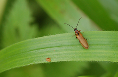 Denticollis linearis