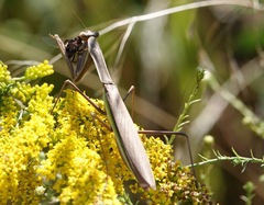 Tenodera angustipennis
