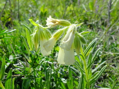 Onosma simplicissima