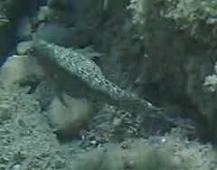 Parablennius sanguinolentus