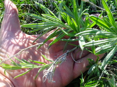 Onosma simplicissima