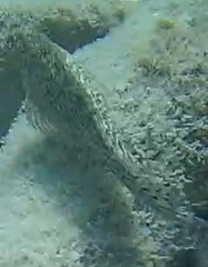 Parablennius sanguinolentus