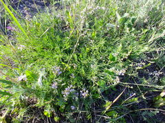 Astragalus austriacus