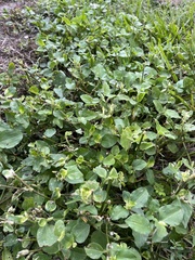 Commelina benghalensis