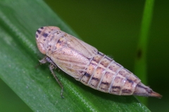 Doratura