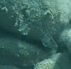 Parablennius sanguinolentus