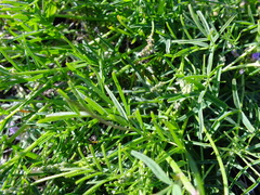 Astragalus austriacus