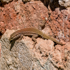 Podarcis virescens