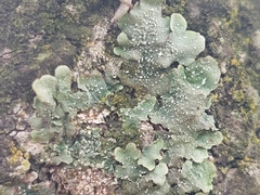 Flavopunctelia flaventior