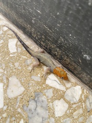 Gonatodes albogularis