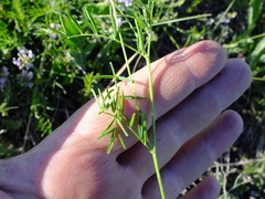 Astragalus austriacus