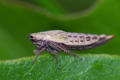 Doratura