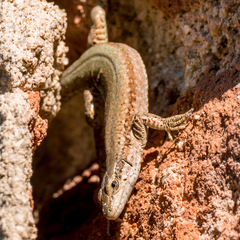 Podarcis virescens