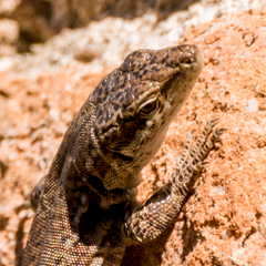 Podarcis virescens