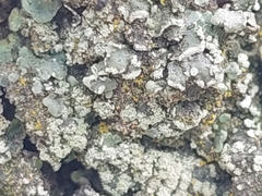 Flavopunctelia flaventior