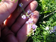 Astragalus austriacus