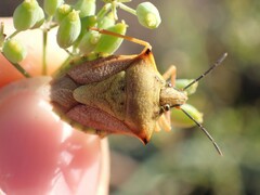 Carpocoris mediterraneus atlanticus