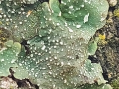 Flavopunctelia flaventior