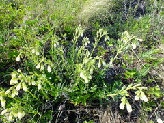 Onosma simplicissima