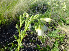 Onosma simplicissima