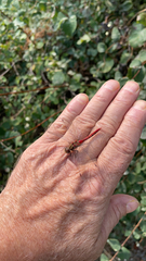 Sympetrum pallipes