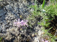 Psephellus marschallianus