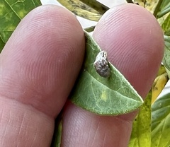 Macrodiplosis majalis