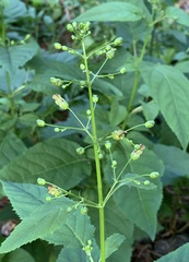 Scrophularia nodosa