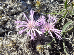 Psephellus marschallianus