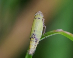 Henschia