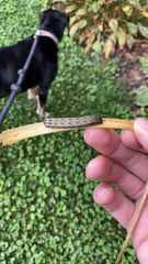 Spodoptera ornithogalli