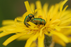 Cryptocephalus sericeus