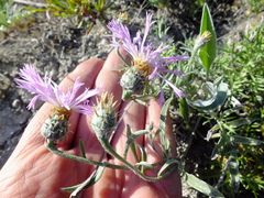 Psephellus marschallianus