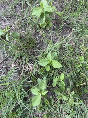 Malvastrum coromandelianum