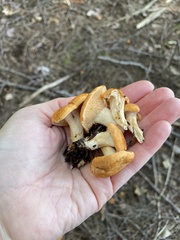 Hydnum rufescens