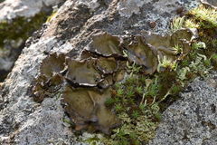 Umbilicaria muhlenbergii