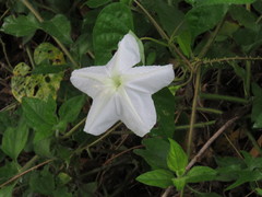 Ipomoea alba