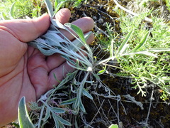 Psephellus marschallianus