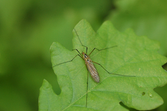 Nephrotoma