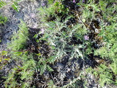 Psephellus marschallianus