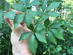 Eleutherococcus sieboldianus