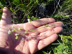 Asperula tinctoria