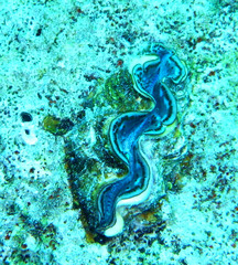 Tridacna maxima
