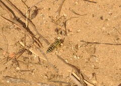 Stictia signata