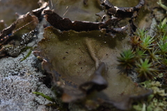 Umbilicaria muhlenbergii